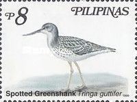 Spotted Greenshank (Tringa guttifer)