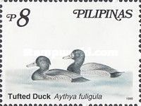 Tufted Duck (Aythya fuligula)