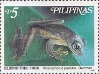 Gliding Tree Frog (Rhacophorus pardalis)