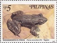 Woodworth´s Frog (Rana woodworthi)