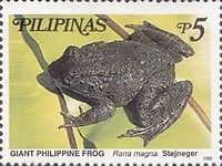 Giant Philippine Frog (Rana magna)