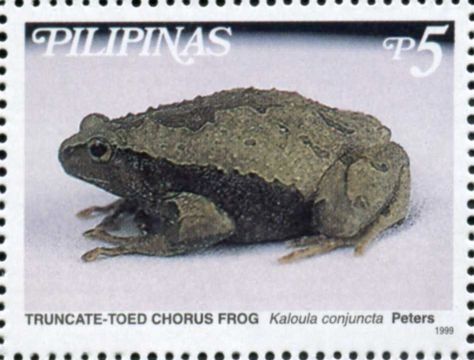 Truncate-toed Chorus Frog (Kaloula conjuncta)
