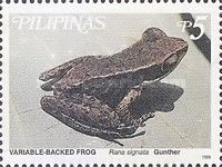 Variable-backed Frog (Rana signata)