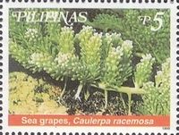 Sea Grape (Caulerpa racemosa)