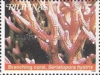 Branching Coral (Seriatopora hystrix)