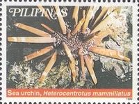 Slate Pencil Urchin (Heterocentrotus mammillatus)