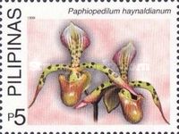Paphiopedilum haynaldianum