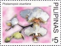 Phalaenopsis stuartiana