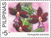 Trichoglottis brachiata