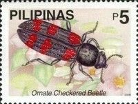 Ornate Checkered Beetle (Trichodes ornatus)