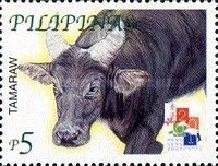 Tamaraw (Bubalus mindorensis)