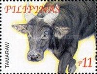 Tamaraw (Bubalus mindorensis)