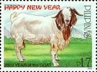 Domestic Goat (Capra aegagrus hircus)