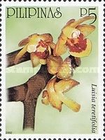 Luisia teretifolia