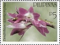 Dendrobium victoria-reginae