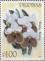 Waling-Waling (Vanda sanderiana)
