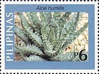 Aloe humilis