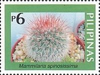 Mammilaria spinosissima