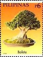 Balete (Mendiola)
