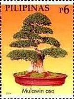 Mulawin Aso  (Valino)