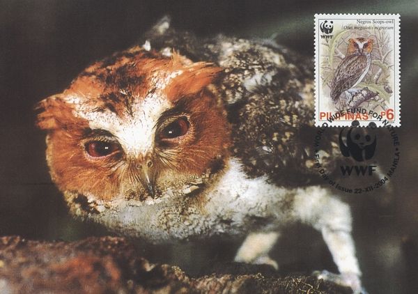 Negros Scops-owl (Otus megalotis nigrorum)