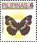 Commander Butterfly (Moduza urdaneta aynii)