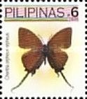 Imperial Butterfly (Cheritra orpheus)