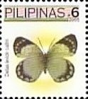 Pierine Butterfly (Delias levicki justini)