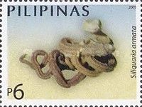 Slit Worm Snail (Siliquaria armate)