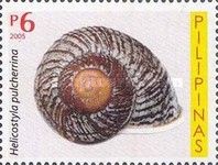 Land Snail (Helicostyla pulcherrina)