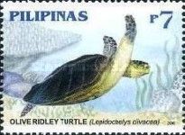 Olive Ridley Sea Turtle (Lepidochelys olivacea)