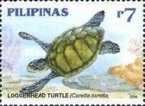 Loggerhead (Caretta caretta)