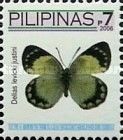 Pierine Butterfly (Delias levicki justini)