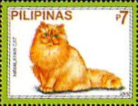 Himalayan (Felis silvestris catus)