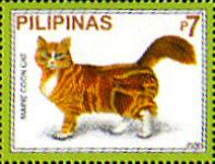 Maine-Coon (Felis silvestris catus)