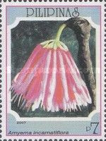 Amyema incarnatiflora
