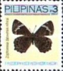 Brush-footed Butterfly (Zophoessa dataensis nihirai)