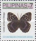 Archduke Butterfly (Lexias satrapes hiwaga)