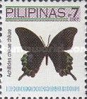 Luzon Peacock Swallowtail (Achillides chikae)