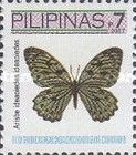 Owl Butterfly (Arisbe ideaoides ideaoides)