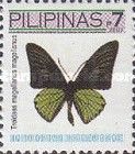 Magellan Birdwing (Troides magellanus)