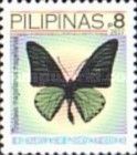 Magellan Birdwing (Troides magellanus)