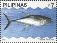 Yellowfin Tuna (Thunnus albacares)