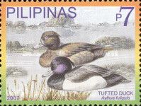 Tufted Duck (Aythya fuligula)