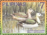 Cotton Pygmy Goose (Nettapus coromandelianus)