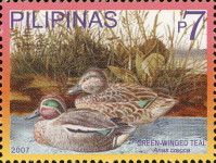 Eurasian Teal (Anas crecca)