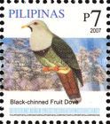 Black-chinned Fruit-Dove (Ptilinopus leclancheri)