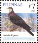 Metallic Pigeon (Columba vitiensis)