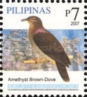 Amethyst Brown Dove (Phapitreron amethystinus)