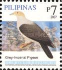 Grey Imperial Pigeon (Ducula pickeringii)